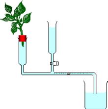 Topic 6: Potometer Diagram | Quizlet