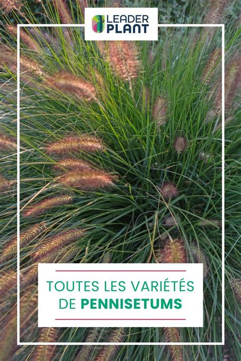 Toutes les variétés de Pennisetums Graminées Vivaces Plante graminée