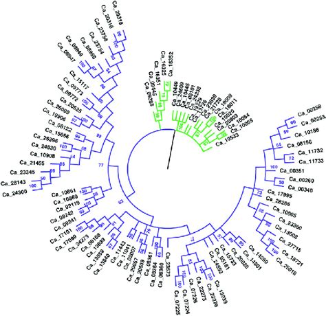 Phylogenetic Analysis Of Nbs Lrr Proteins Circular Representation Of