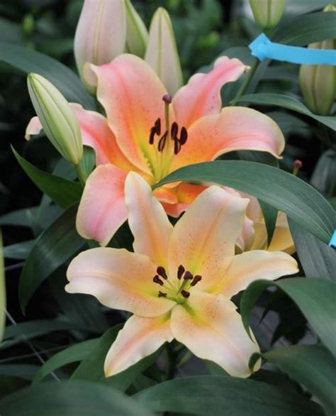 Longiflorum X Oriental Lilium Ot Hybrid Lily Zelmira From Growing Colors