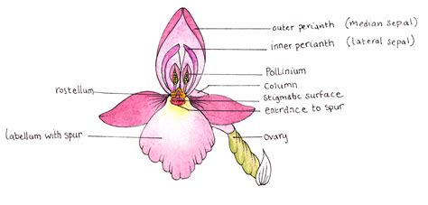 Orchid Diagram Labelled Lizzie Harper