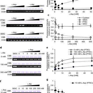 Substrate Concentration Dependence Of Ogm Labelling Efficiency