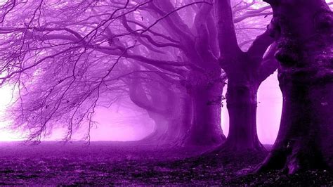 Purple Tree Dark Purple Forest Hd Wallpaper Pxfuel