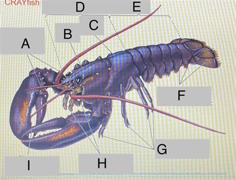 Crayfish anatomy Flashcards | Quizlet