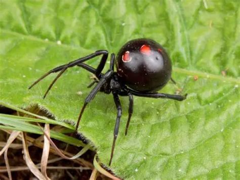 10 Interesting Black Widow Facts My Interesting Facts