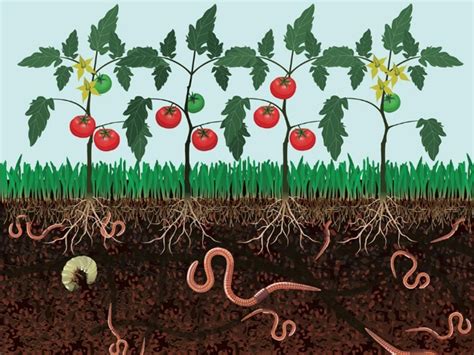 What is the Relationship between Soil & Worms? - Little to Great Scientists