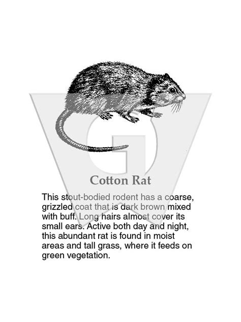 Cotton Rat – Wilderness Graphics, Inc.