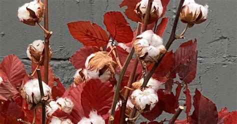 Це вогонь: 7 парфумів з ароматом бавовни | Vogue UA