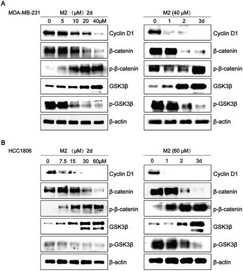 Gomisin M From Baizuan Suppresses Breast Cancer Stem Cell