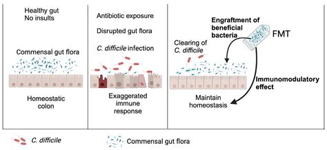 TropicalMed Free Full Text Host Immune Responses To Clostridioides