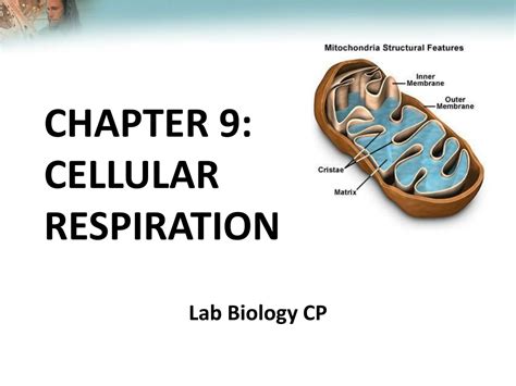 Ppt Chapter 9 Cellular Respiration Powerpoint Presentation Free