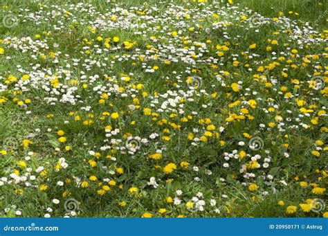 Meadow Texture Stock Image Image 20950171