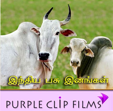 AGRICULTURAL VIDEOS...: Indian Cow Breeds.