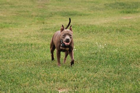 Pitbull Americano Perro De Pura Sangre Una Raza Para Criadores De