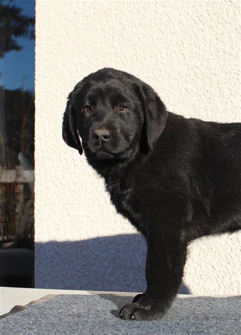 Chiots De La Race Labrador Retriever Disponibles Sur Chiots De France