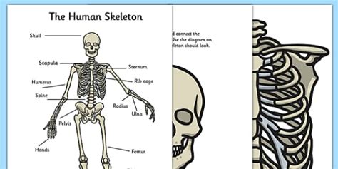 Build A Human Skeleton Teacher Made Twinkl