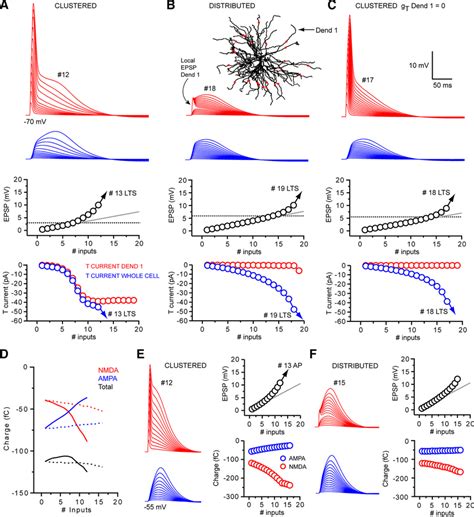 Spatially Distributed Synchronous Corticothalamic EPSPs Are Amplified