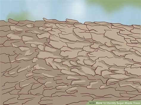 3 Ways to Identify Sugar Maple Trees - wikiHow