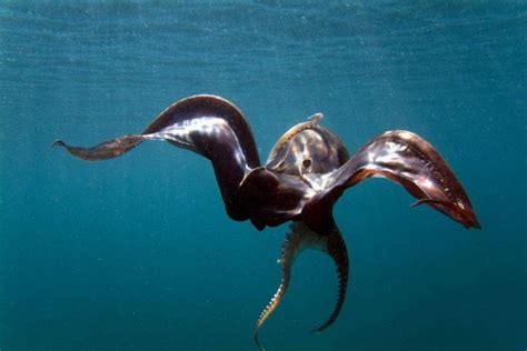 TREMOCTOPUS -- Seen in the image above is the Blanket Octopus. Although ...