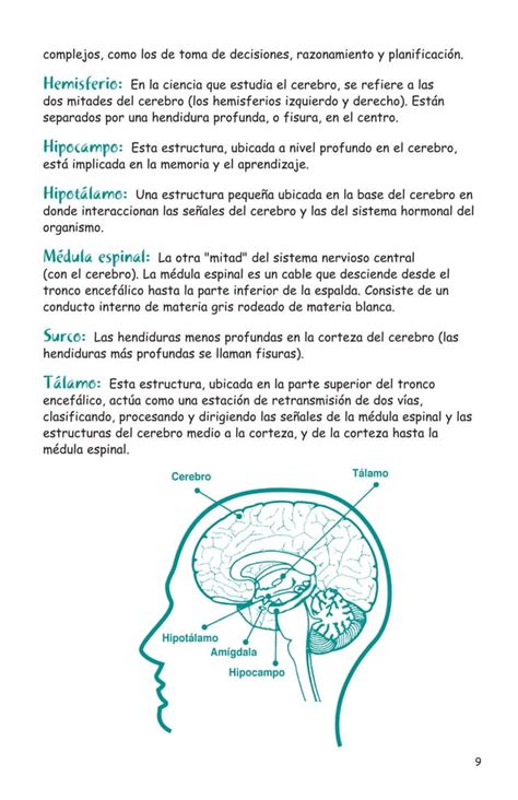 Pdf Como Funciona El Cerebro PDF