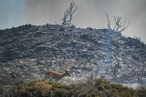 Greece wildfire evacuations: Tourists scramble to leave Rhodes and ...