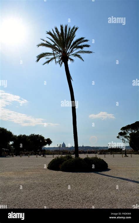 Single Palm Tree In The Sunshine In The Villa Borghese Gardens In Rome