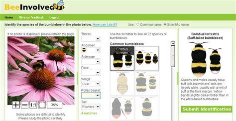 Bumblebee identification interface. | Download Scientific Diagram