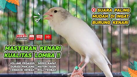 Kenari GACOR Masteran Burung Kenari PAUD Dan Pancingan Kenari MACET