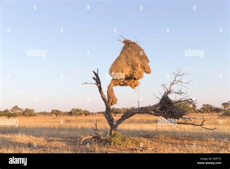 South Africa Kalahari Desert Sociable Weaver Philetairus Socius