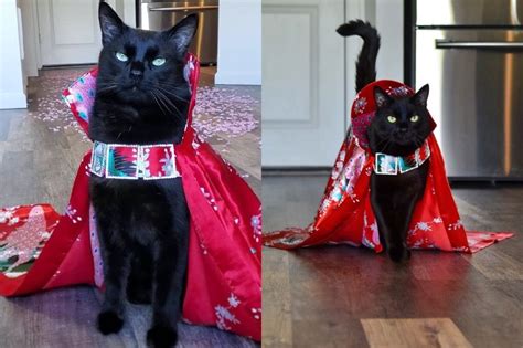 Rover The Cat Puts Models To Shame 》 | Cats, Cat model, Model