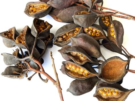 Tree Seed Pod Identification Pictures Tari Sauls