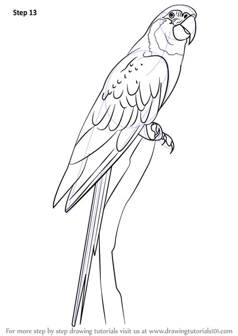 How To Draw A Blue Throated Macaw Birds Step By Step