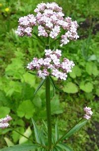 Валериана лекарственная - Доктор Трав