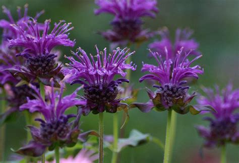 Фиолетовые садовые цветы: разновидности, описание и фото