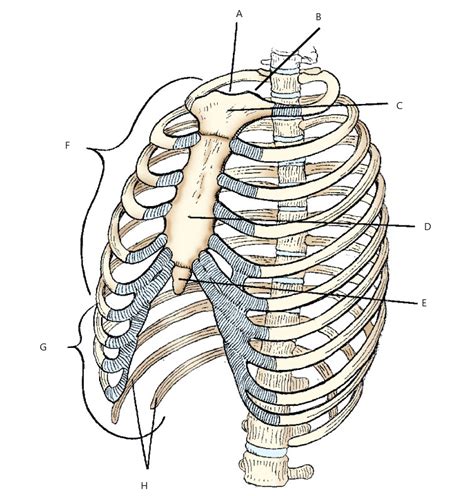 Merrill S Chapter 9 Bony Thorax Diagram Quizlet