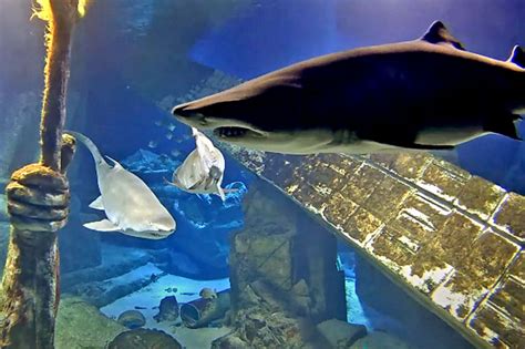 Sharks In Aquariums Around The World Live Streaming Webcams