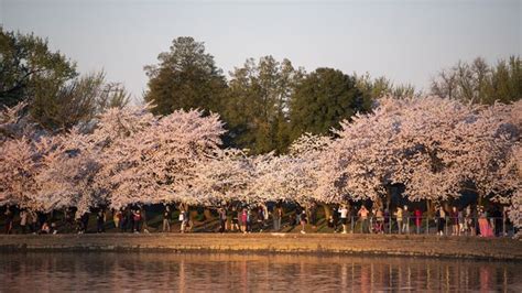 D.C. cherry blossoms 2023 peak bloom date announced March 22-25 - Axios Washington D.C.