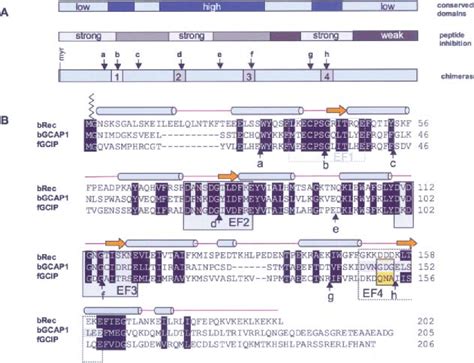 Figure 1 From Identification Of Functional Regions Of Guanylate Cyclase