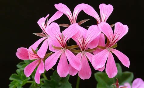 Geraniums How To Plant Grow And Care For Pelargoniums 44 Off