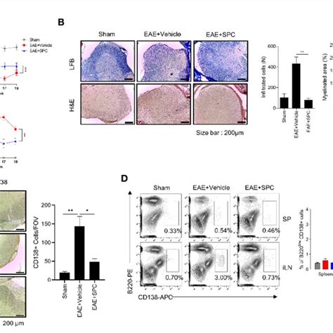 SPC Inhibits Plasma Cell Differentiation In Vitro A D Total B Cells