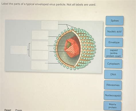 Solved Label the parts of a typical enveloped virus | Chegg.com