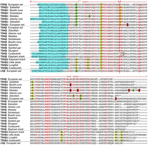 Tshβ Related Sequence Alignment Amino Acid Sequence Alignment Of