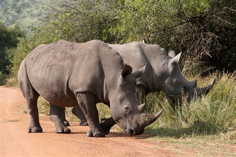 Wildlife Photos: Rhino, wildlife photos from Radana's Gallery