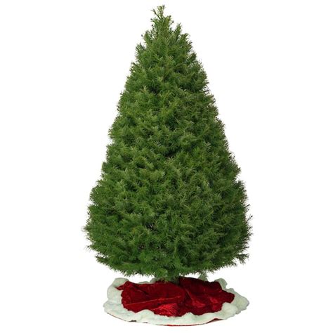 7-ft x 2.5-ft Douglas Fir Full Real Christmas Tree in the Fresh ...