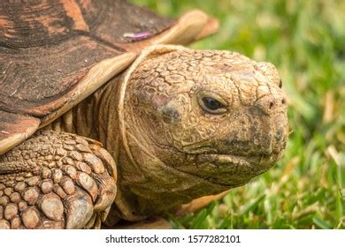 Angonoka Tortoise Zoo Hawaii Stock Photo 1577282101 | Shutterstock