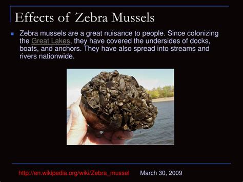 Ppt Zebra Mussels Powerpoint Presentation Free Download Id6232362