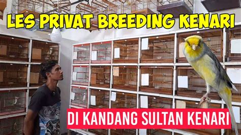 LES PRIVAT BREEDING KENARI DI KANDANG SULTAN #kenarigacor #kenari - YouTube