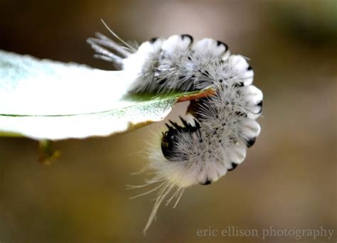 hickory tussock moth | Moth, Wildlife photography, Moth caterpillar