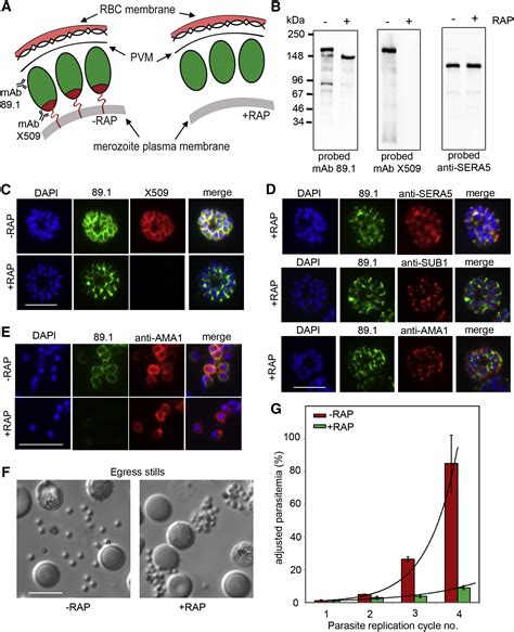 Processing Of Plasmodium Falciparum Merozoite Surface Protein Msp1 Activates A Spectrin Binding