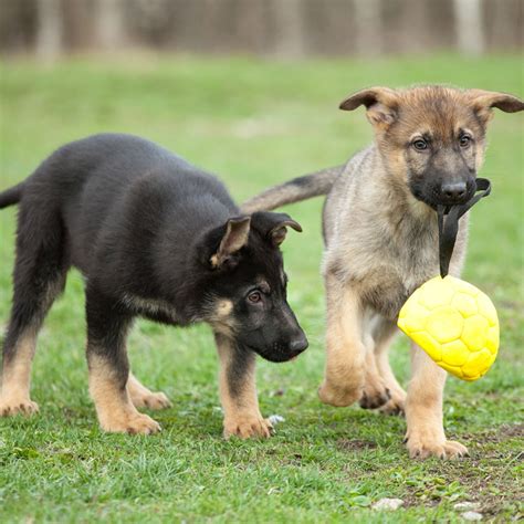 1 German Shepherd Puppies For Sale In Illinois